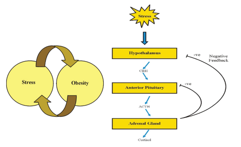 The Connection Between Stress And Weight Gain